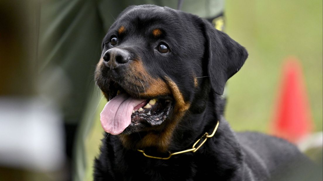 Een rottweiler