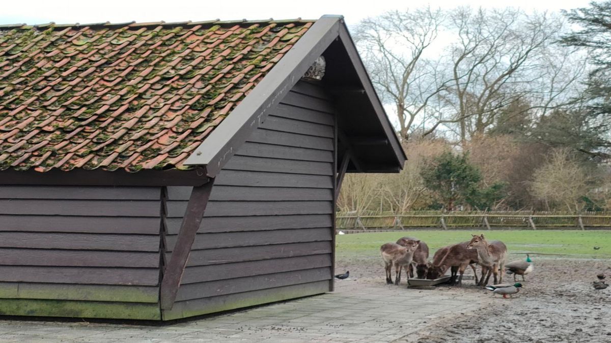 Moet Hertenkamp Haren 'uitsterfbeleid' voeren? 'Generaties hebben van dit park genoten'