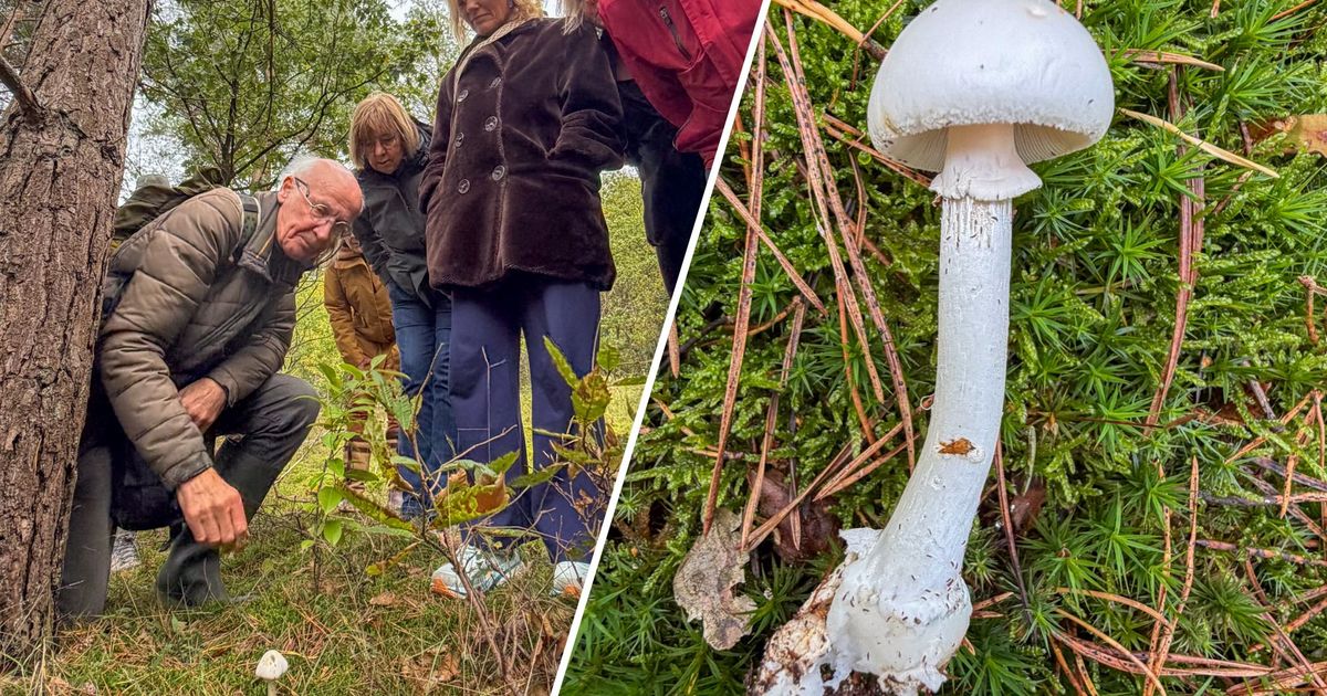 Rare poisonous mushroom found at estate in Soest
