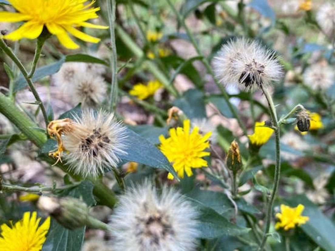 Zaden en bloemen van boshavikskruid