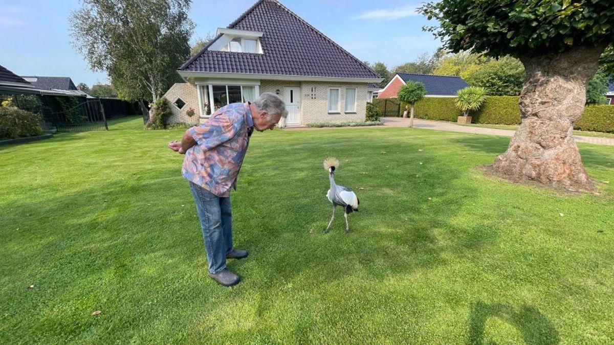 Grote gekleurde kraanvogel loopt vrij rond in Paterswolde
