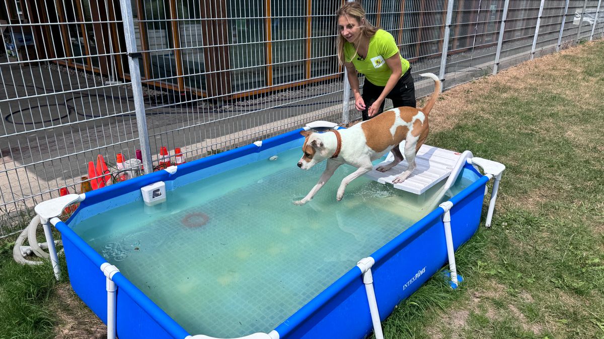 Warm weer: dieren doen het rustig aan, maar dat geldt niet voor medewerkers van de Dierenbescherming