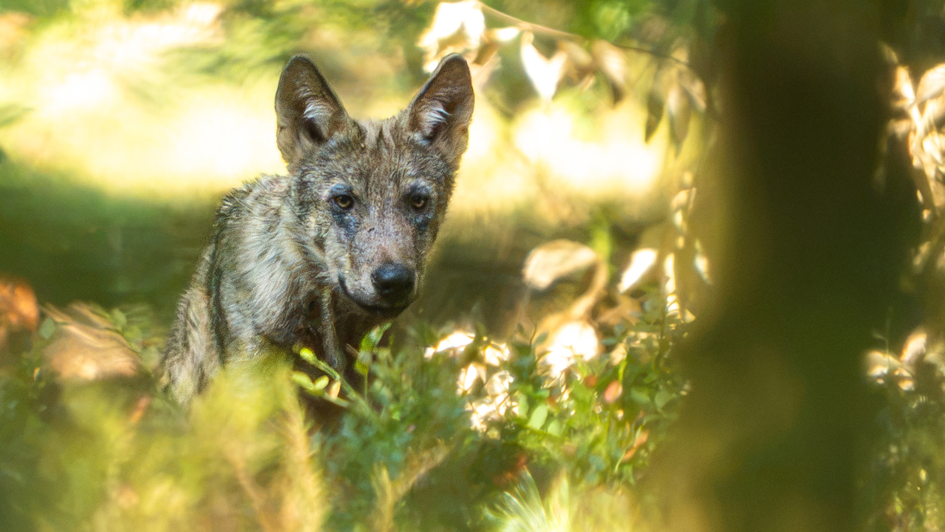 6 wolvenwelpen op Utrechtse Heuvelrug, maar probleemwolf Bram kan vader niet zijn
