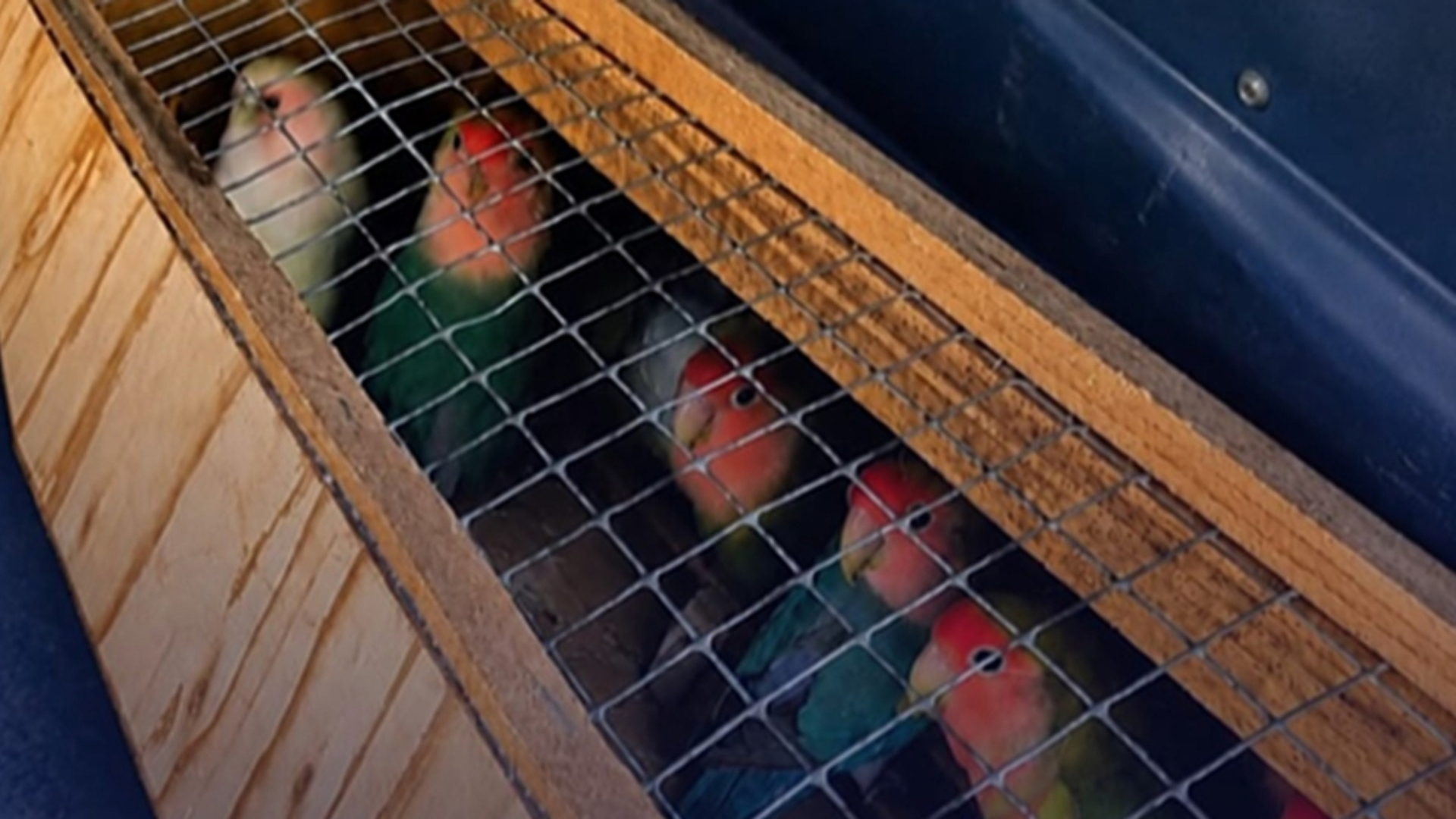 De vogels zijn gevangen, één vogel mocht bij de man blijven