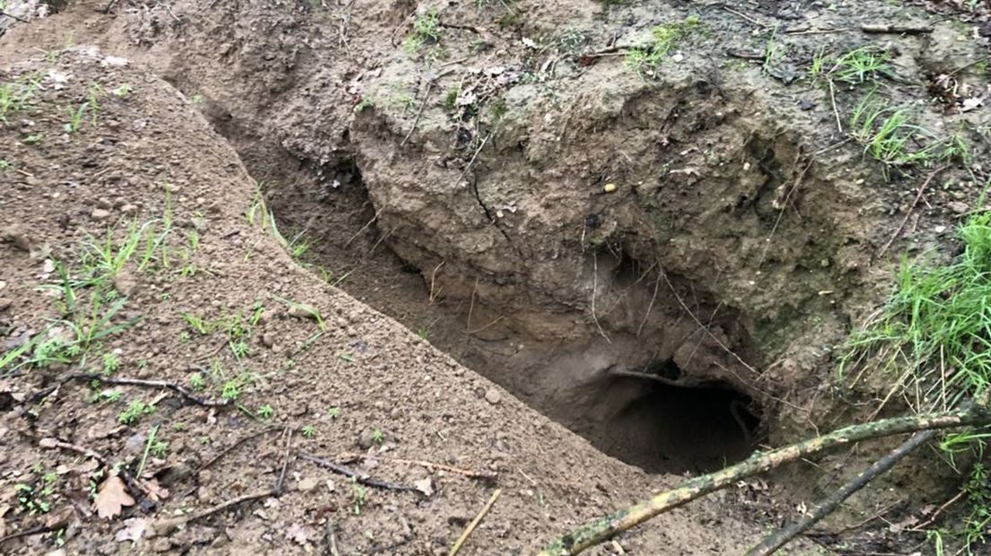 De ingang van een dassenburcht in het talud van de A50