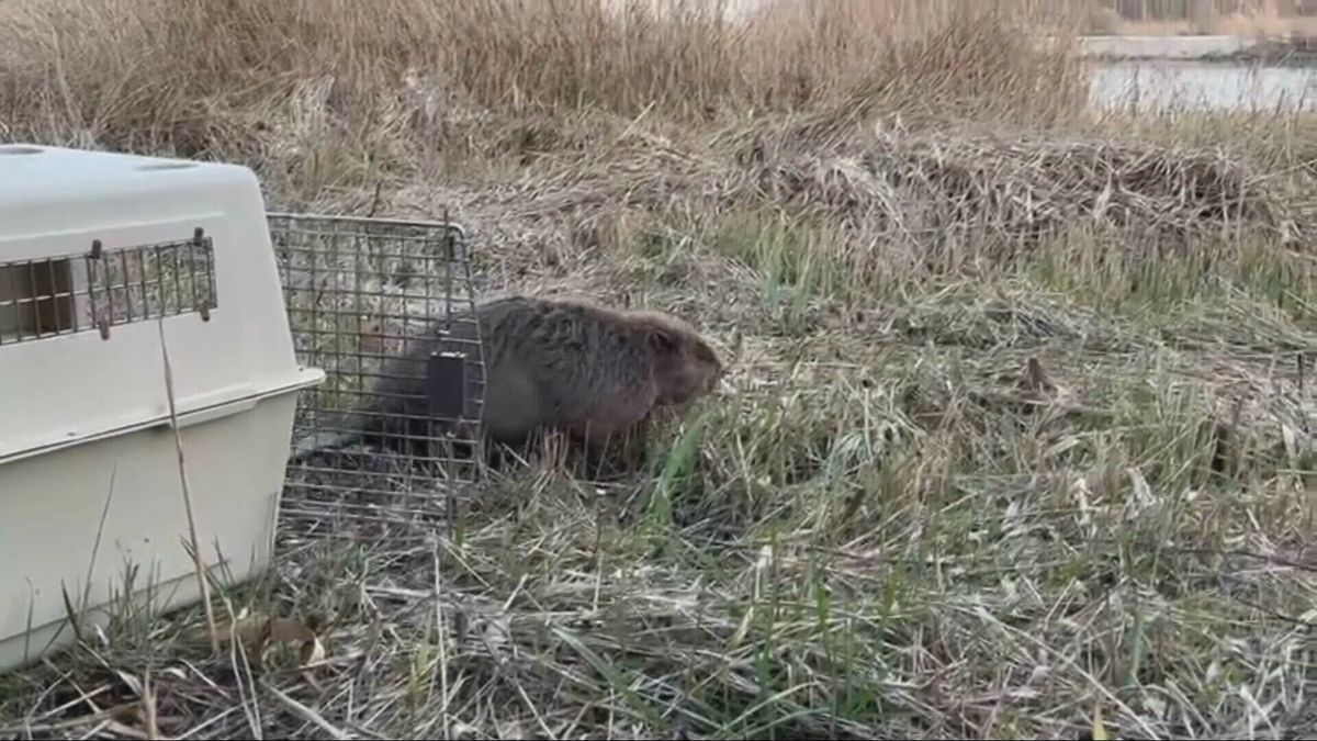 Nachtje Middelburg heeft bever goed gedaan: dier weer vrijgelaten in Zeeuwse natuur