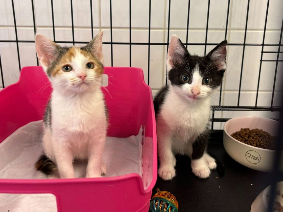 De kittens zitten in isolatie.
