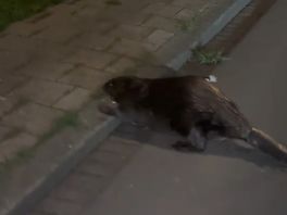 De overstekende bever in Dordrecht.