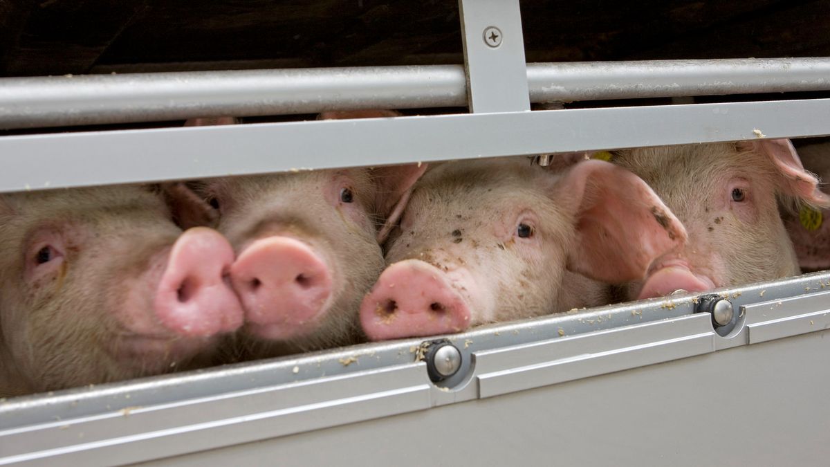 150 varkens ontsnapt uit gekantelde vrachtwagen net over provinciegrens