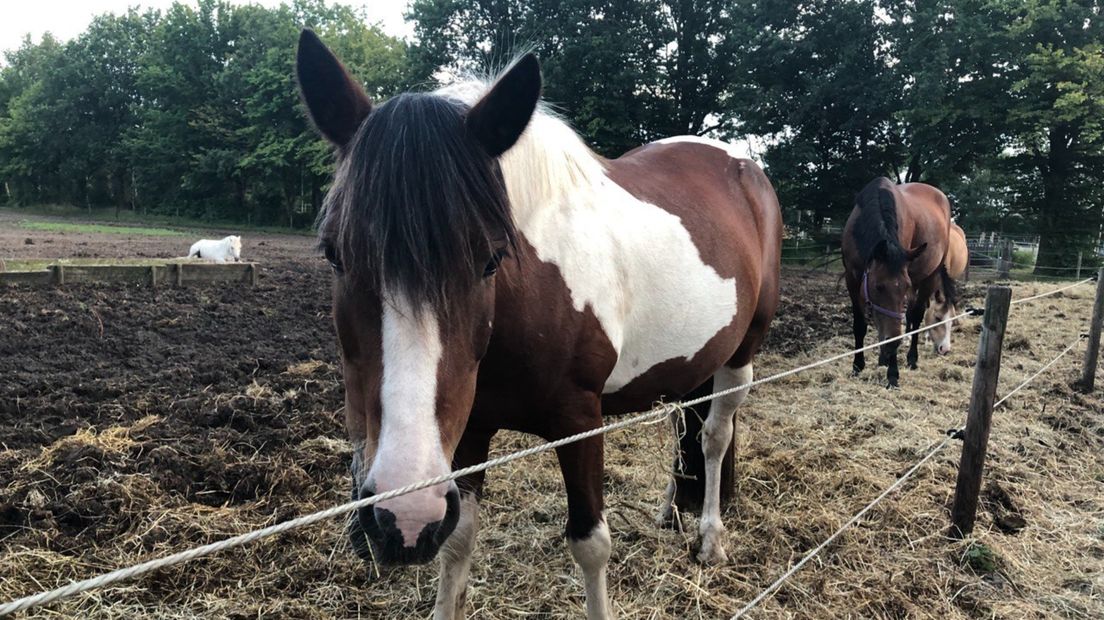 Eén van de nieuwe paarden van de Glimmense manege