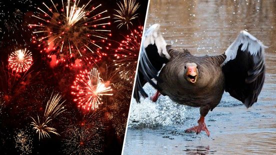 Vogels wekenlang van slag door vuurwerk