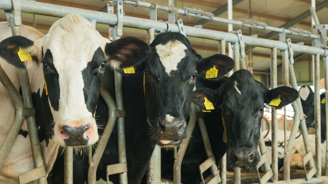 Melkveehouders kijken terug op een goed jaar (Rechten: Fred van Os / RTV Drenthe)