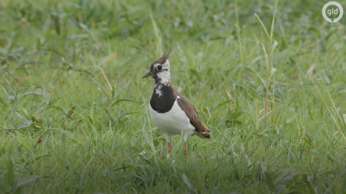 Drie jaar lang trokken meer dan 1800 waarnemers door Nederland om gegevens te verzamelen voor de vogelatlas van SOVON Vogelonderzoek uit Nijmegen. De voorlopige gegevens zijn al gepubliceerd.