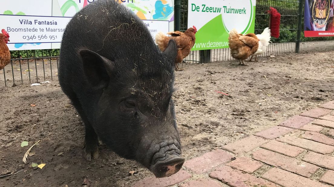 De coalitie van Stichtse Vecht wil de kinderboerderijen te hulp schieten