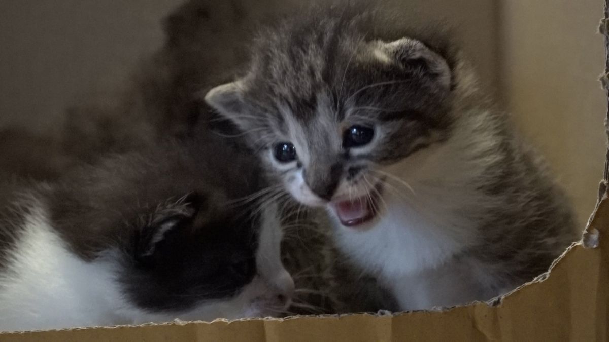 Gedumpte kittens gevonden tussen Nes en Wierum: "Ze hadden geen overlevingskans gehad"