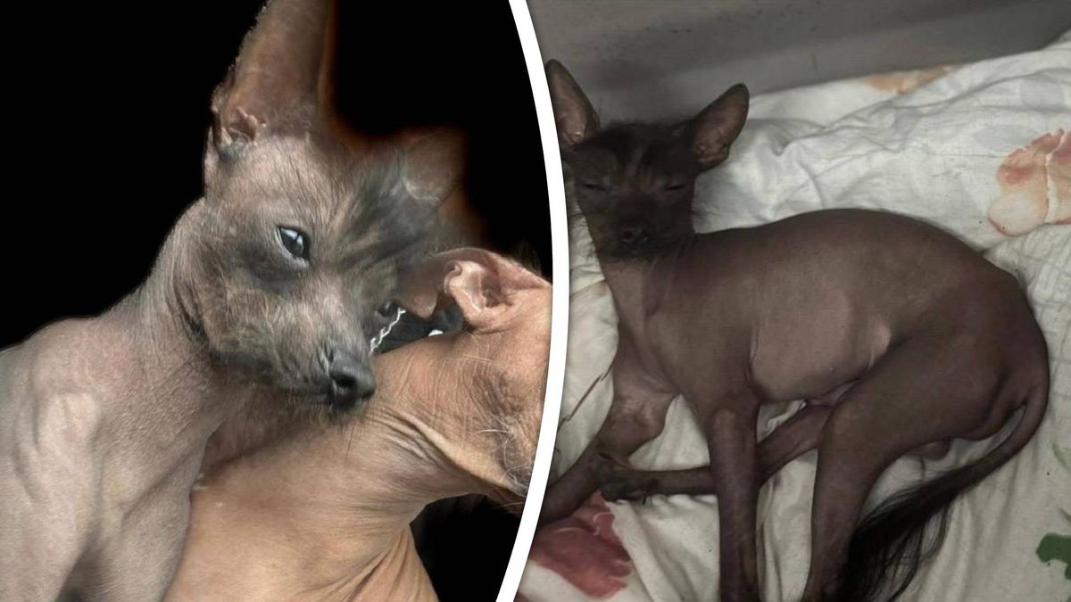 Hond verdwenen na inbraak, mogelijk gestolen