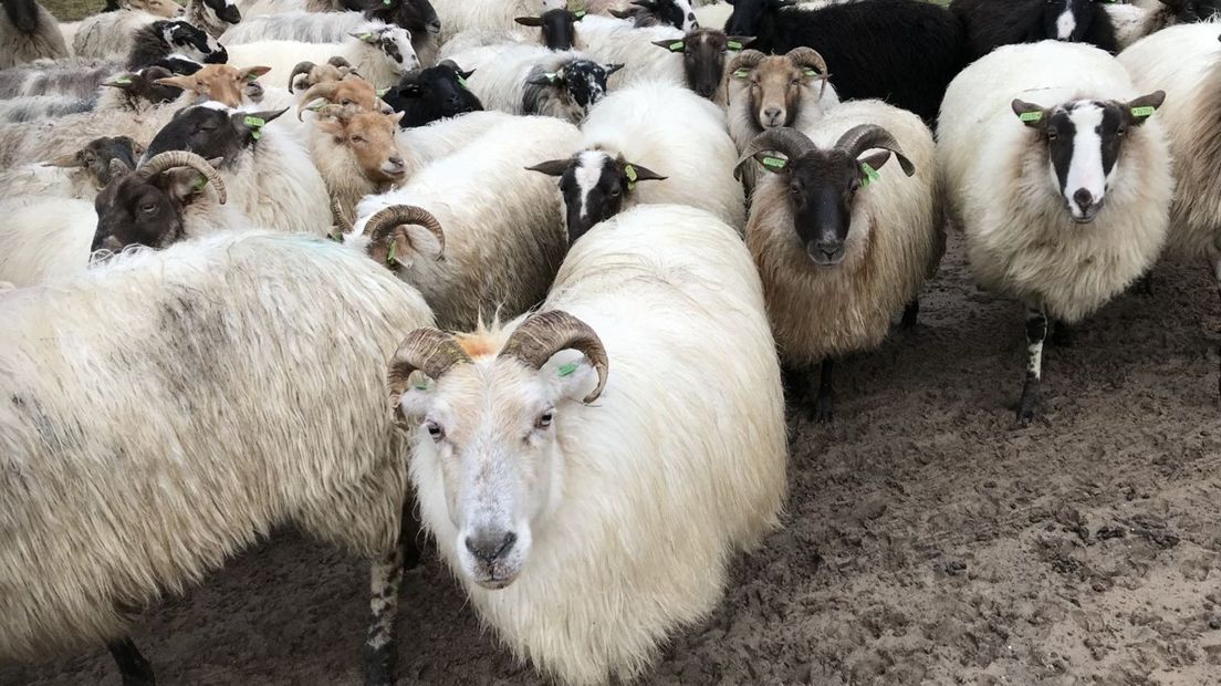 De schapen kun je volgen via een app
