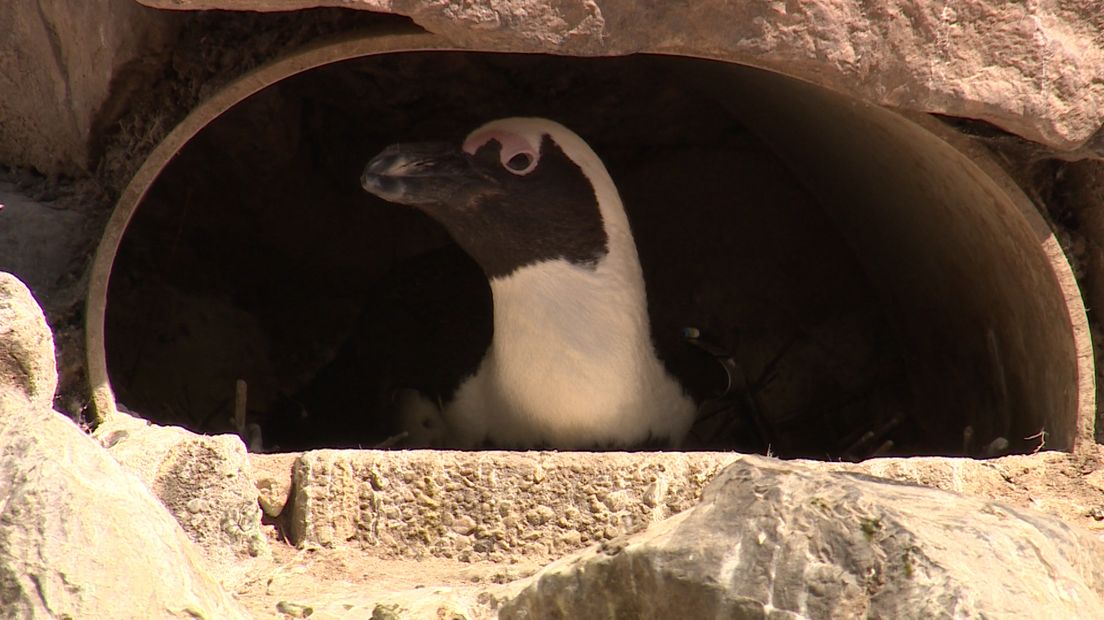 Dieren laten zich meer zien tijdens de coronacrisis. Dat gebeurt niet alleen in bossen en parken, maar ook in de dierentuin. In de Arnhemse dierentuin Burgers' Zoo zijn bijvoorbeeld de vogels veel meer zichtbaar.