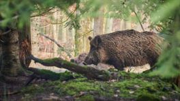 Veel te weinig zwijnen afgeschoten op de Veluwe