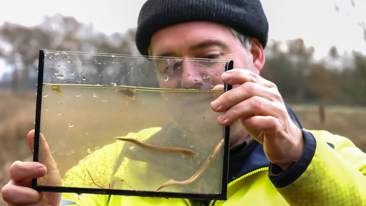In de modder op zoek naar een zeldzame rivierbewoner