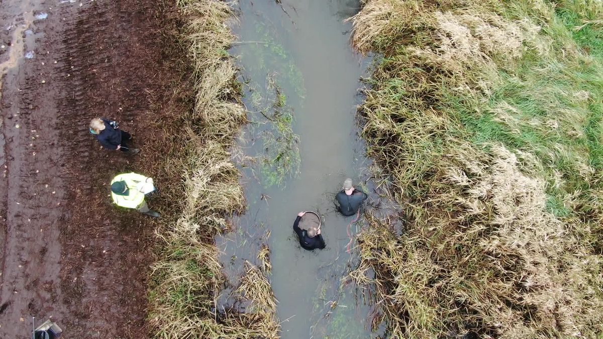 Rivierpriklarven onderzoeken