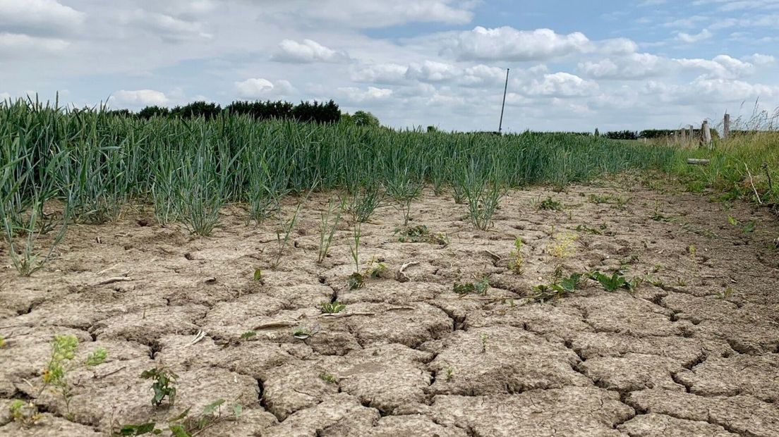 De droogte is goed te zien op dit weiland bij Wilhelminadorp