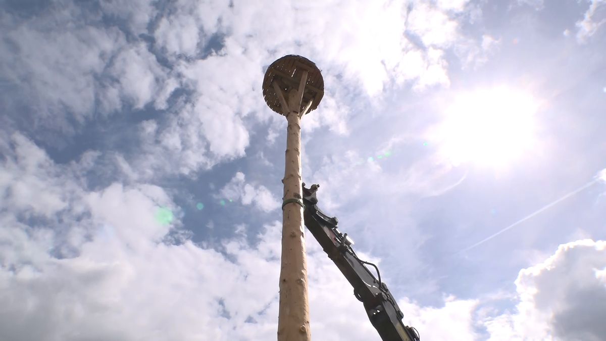 Op Tjak: Ooievaars krijgen nieuwe stee in Zeegse