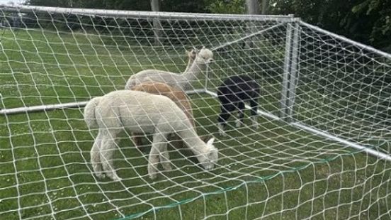 Stellendam 'in rep en roer' om ontsnapte alpaca's