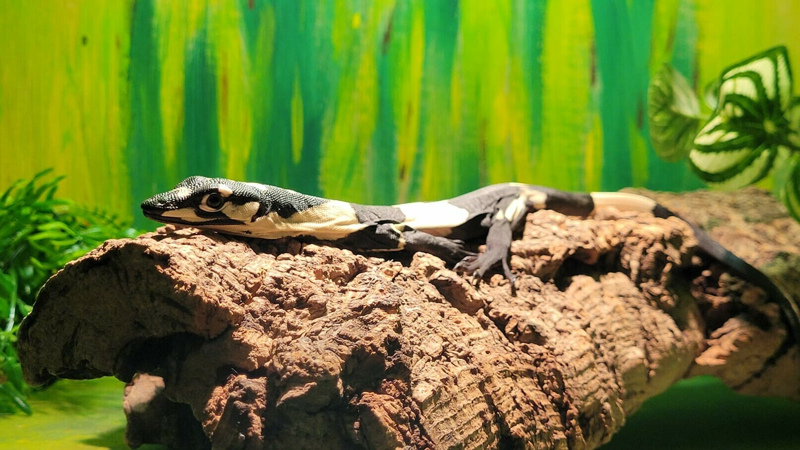 Zeldzame varanen geboren in reptielenzoo Iguana: 'Het kan zomaar dat we er straks tien hebben'