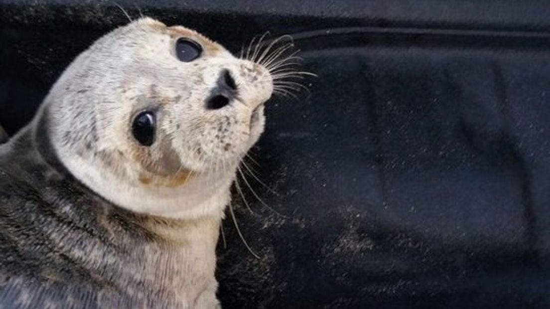 Brandweer haalt zieke zeehond van strand Breskens