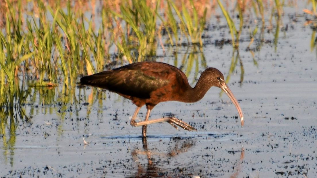 Zwarte ibis bij Zoetermeer