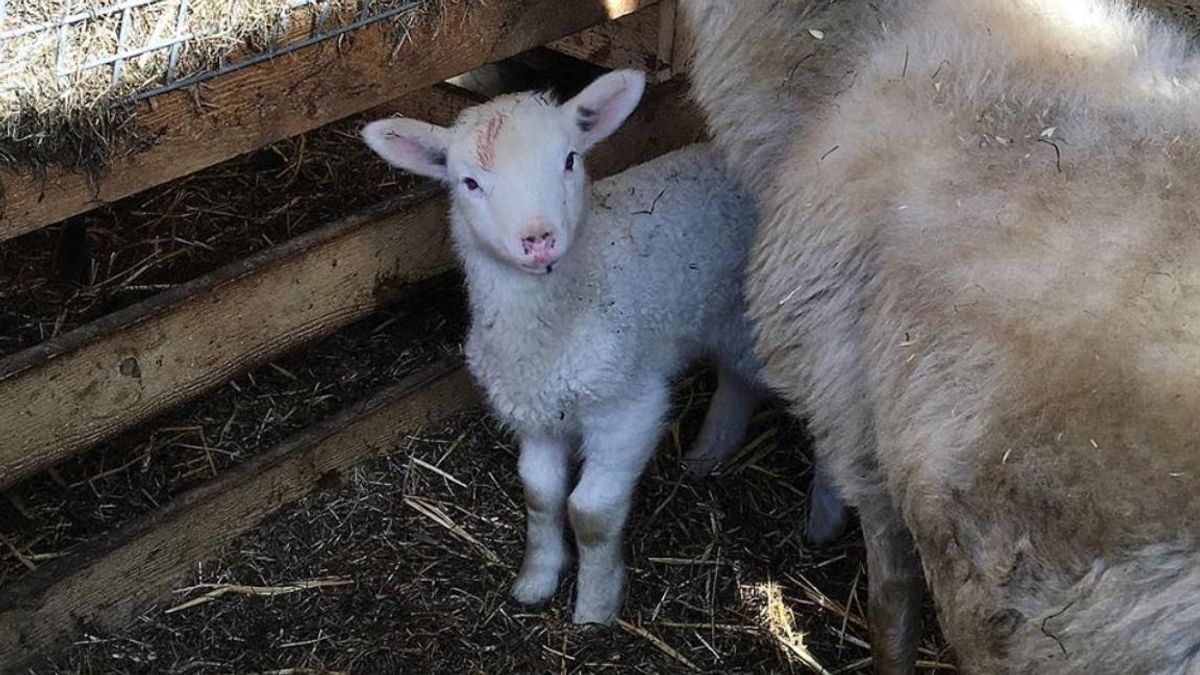 Knuffelen met lammetjes in Ottoland