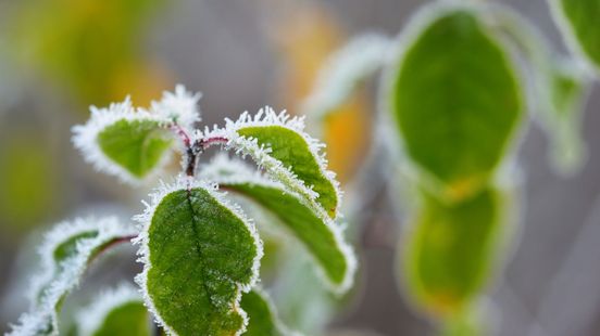 Vorst komt eraan: zo bereid je je tuin en balkon voor