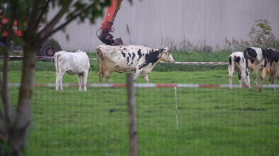 Grote brand in koeienstal bij boerderij in Nieuwlande