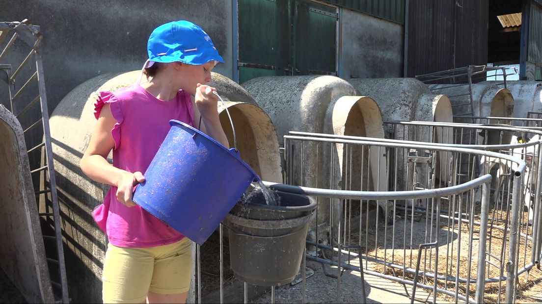 Sanne geeft de kalfjes water