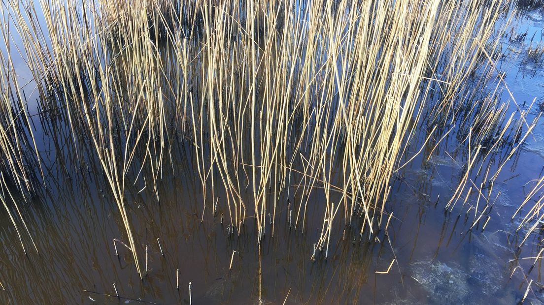 Riet in het Lauwersmeergebied