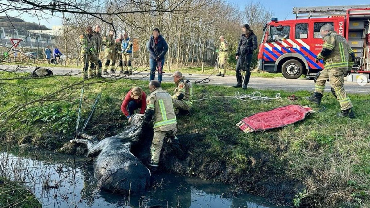 Paard uit het water gered bij Dishoek