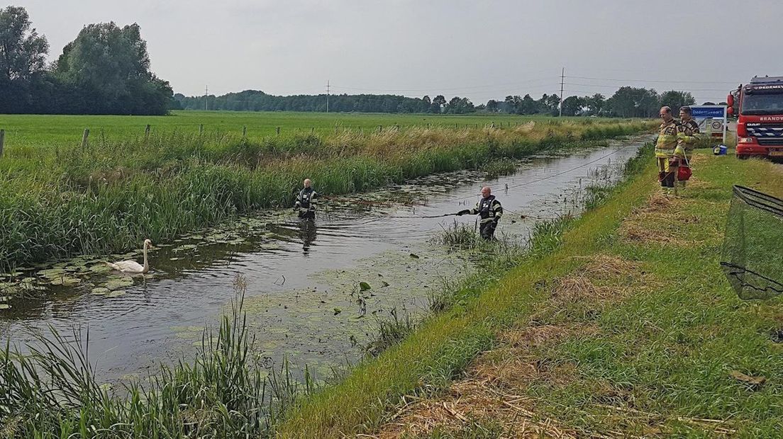 Gewonde zwaan blijkt niet gewond