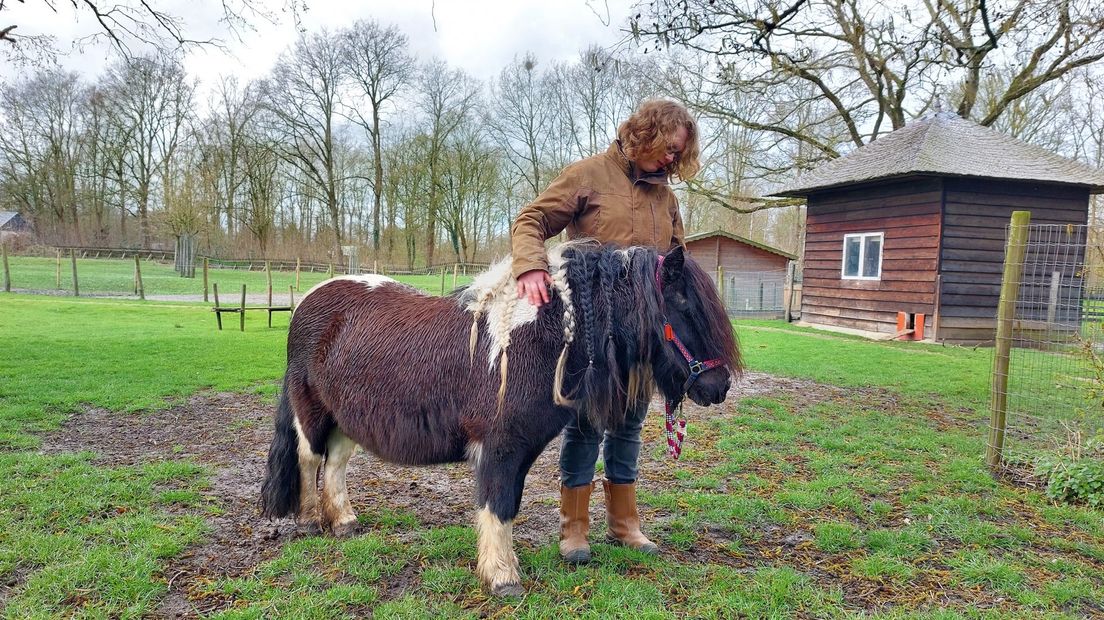 Kinderboerderij zoekt nieuw maatje voor pony Mendy