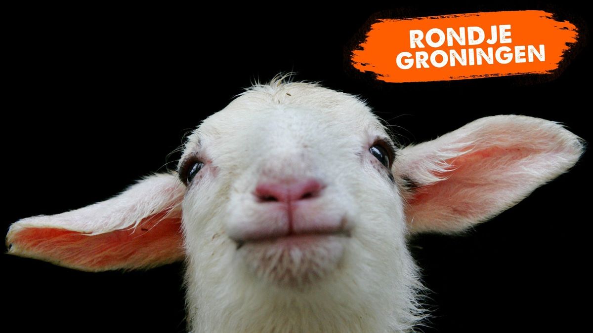 Rondje Groningen: aan de wandel met een lammetje - RTV Noord