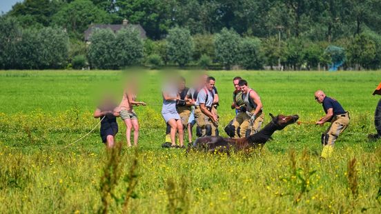 Paard in sloot in Hagestein Home