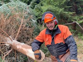 Boswachter Harco van Kuinderbos zaagt voor tiende keer kerstboom voor Tweede Kamer: "Een trots gevoel"
