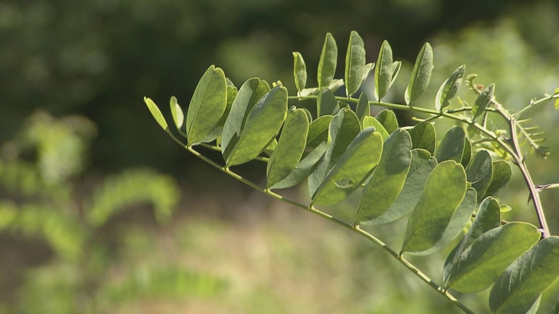 De Acacia is beter bestand tegen de droogte