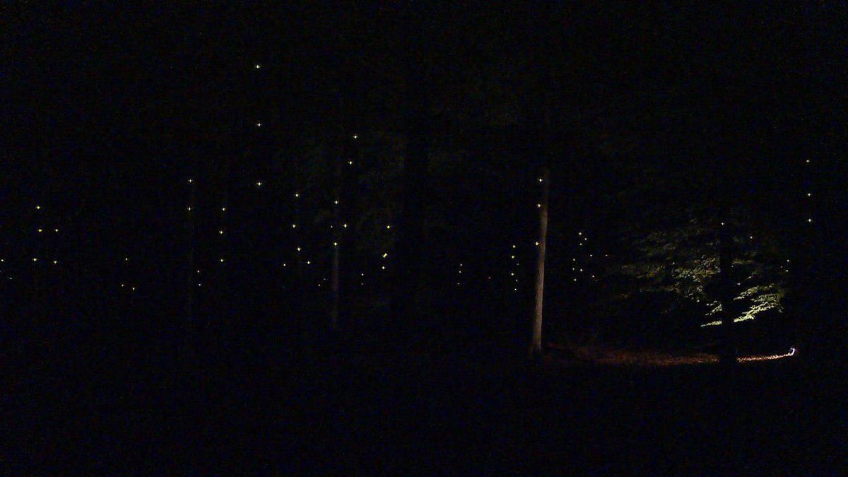 Pixi leidt je door de duisternis