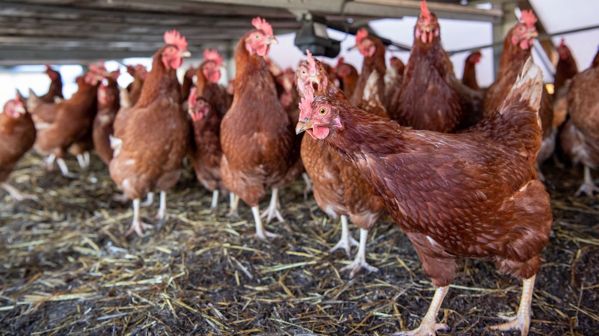 Pluimveehouder Jan begint na vogelgriep opnieuw: 'Verschrikkelijk om mee te maken'