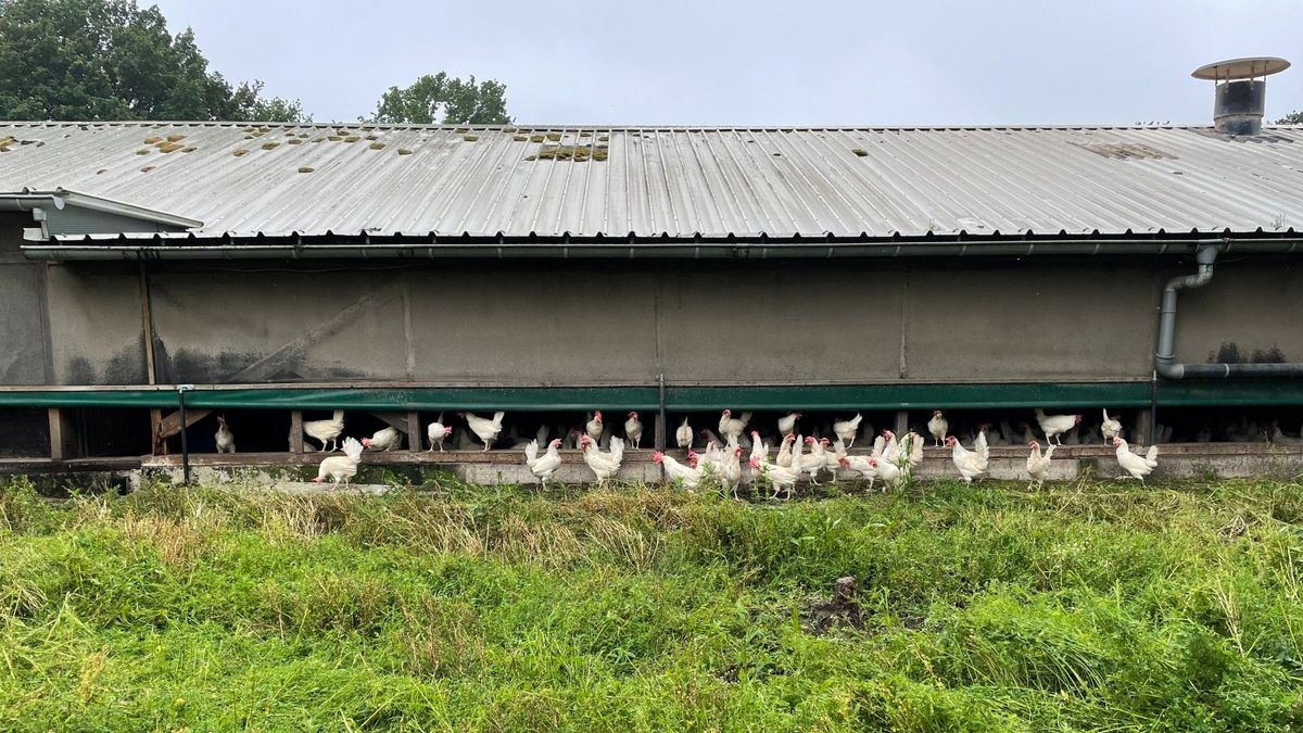 Pluimveehouders zijn blij, de kippen mogen weer naar buiten