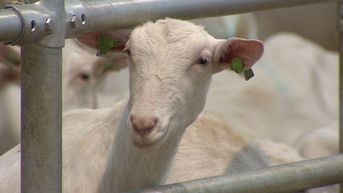 'Een geit is een echte vrouwenmagneet' (video)