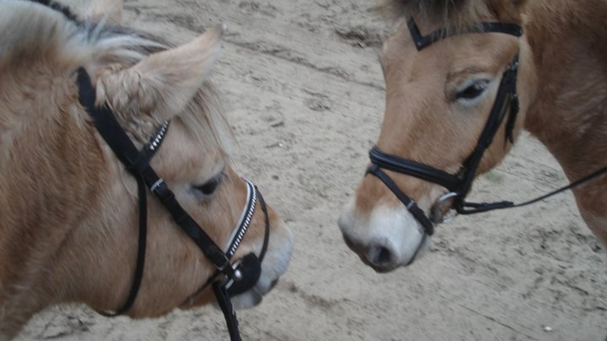 Twee nieuwe ruiterpaden bij Paterswolde
