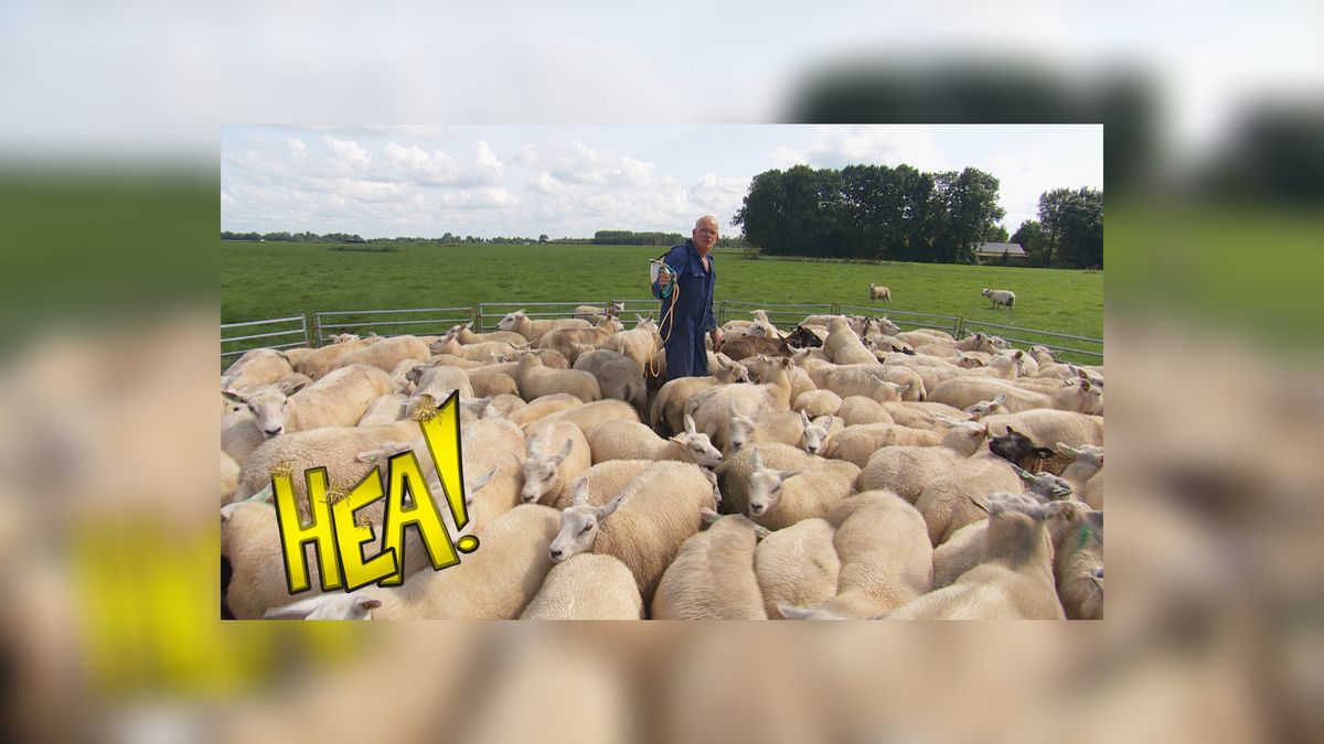 HEA! Goeie in Tijnje