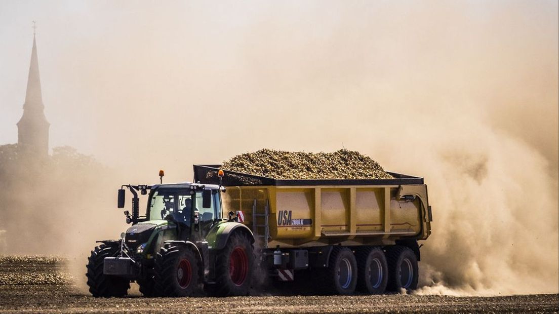 Een boer haalt met een trekker gedroogde uien van een gortdroge akker.